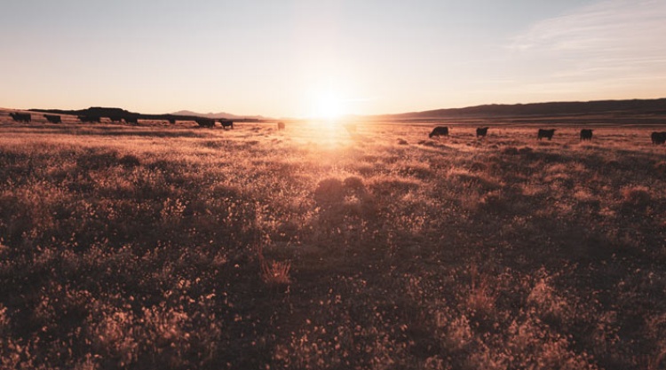 Putting Our Hope in God’s Ownership and Provision in Times of Financial Worry