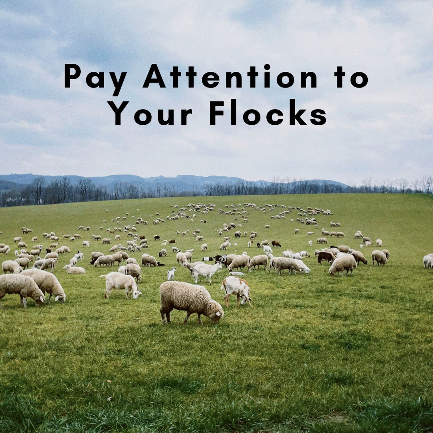 Pay Attention to Your Flocks